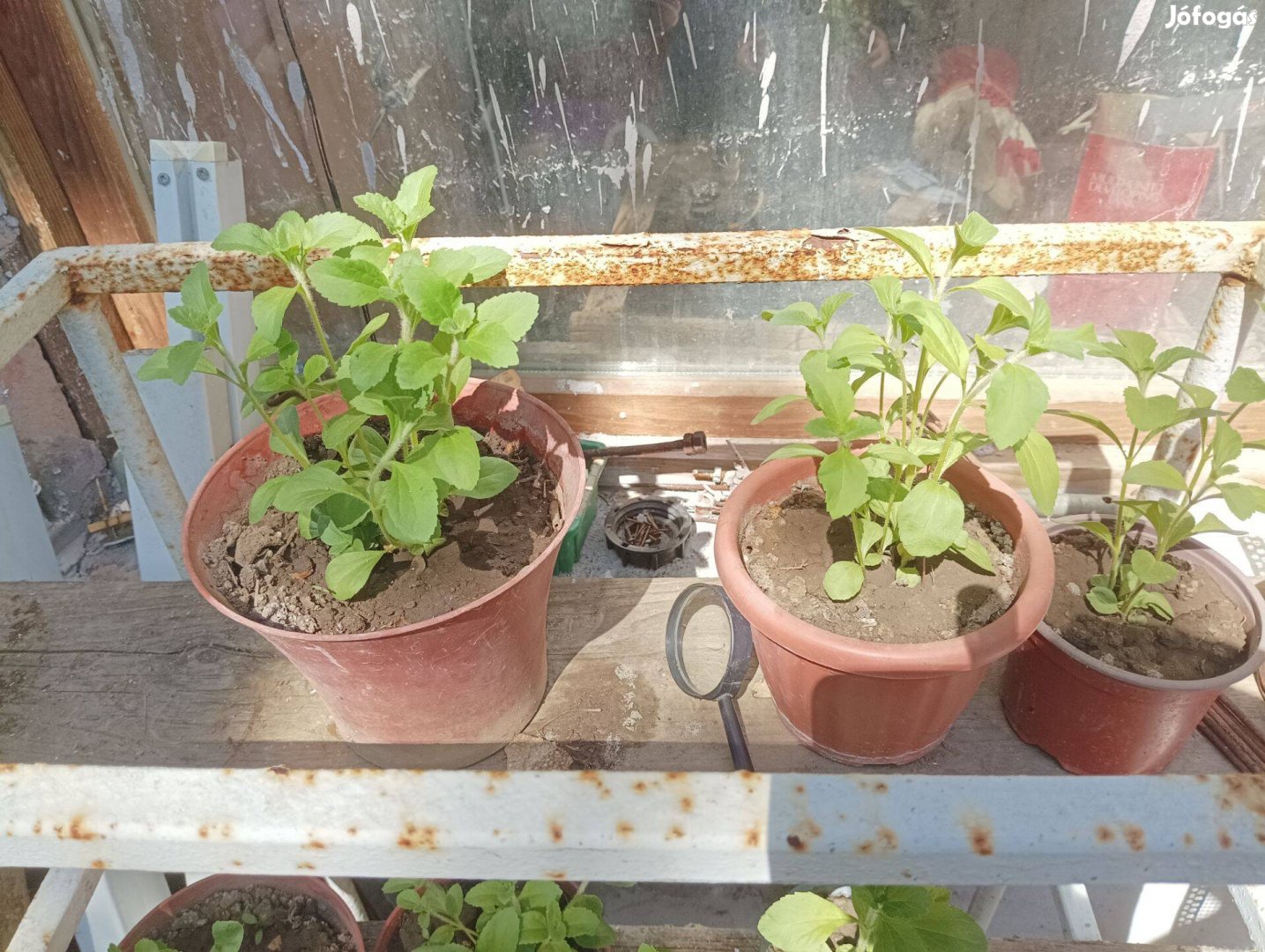 Stevia cukor helyett
