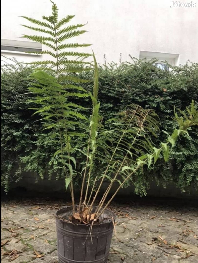Strucc páfrány erdei pajzsika egyből ültethető növény