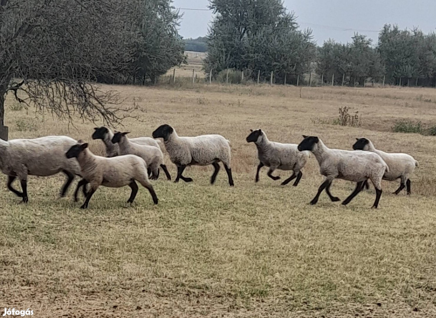 Suffolk ,fiatal vemhes juhok eladók 