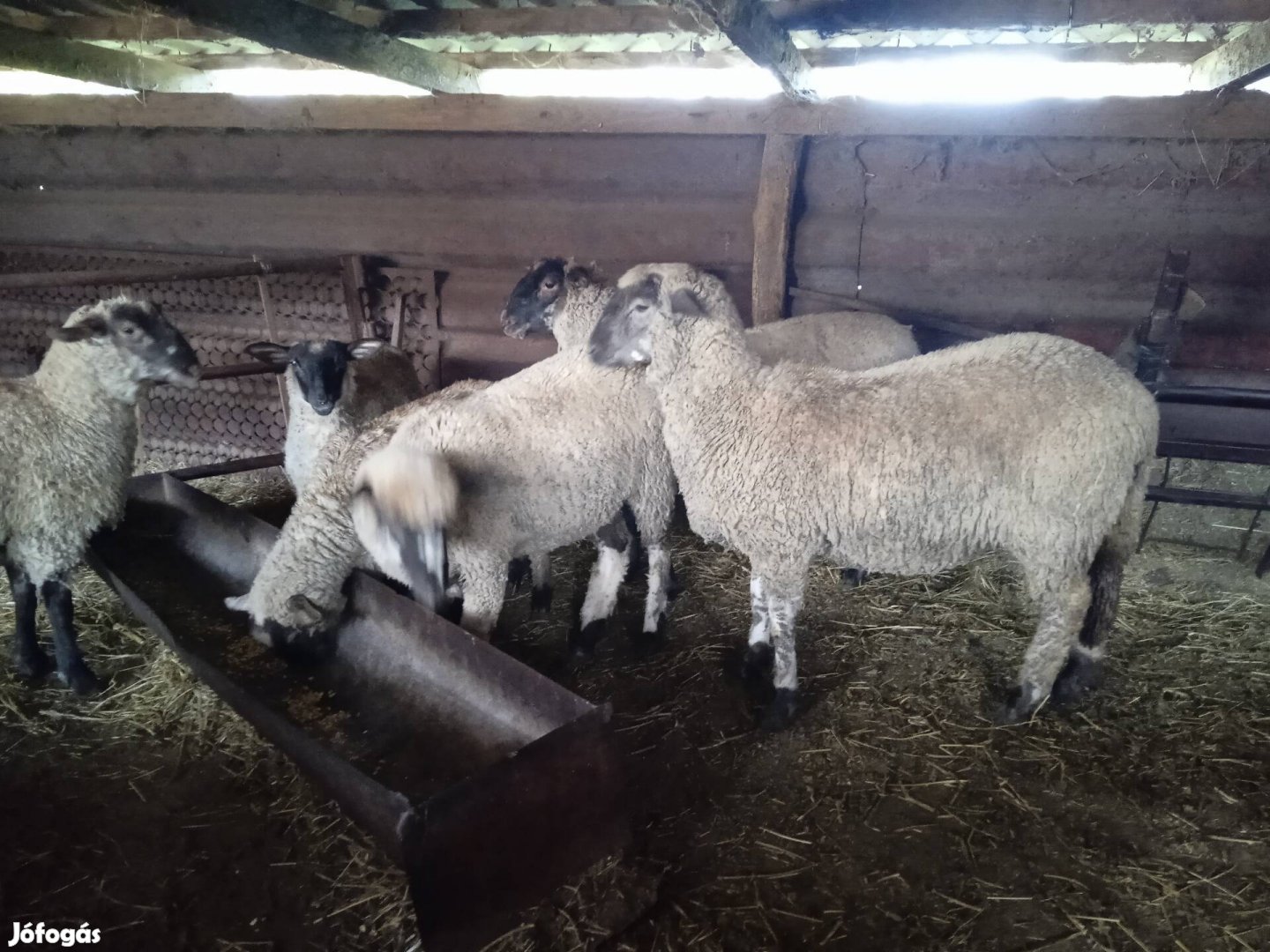 Suffolk és merino keresztezett jerke bárányok eladok