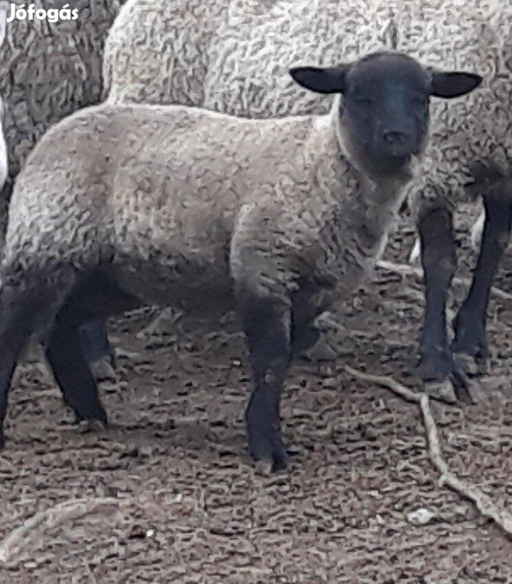 Suffolk jellegű 35kg-os bárányok eladók!