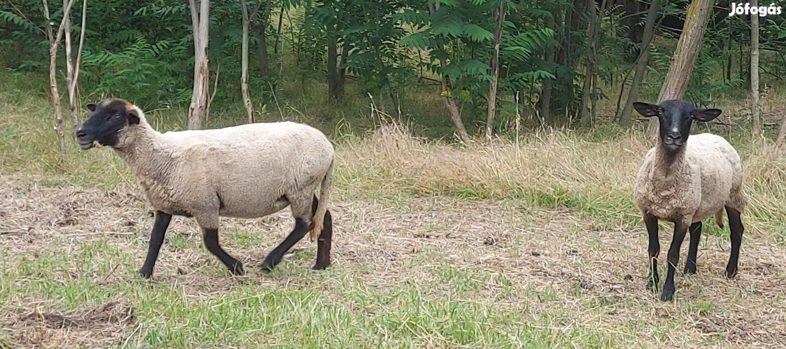 Suffolk jellegű bárányok eladóak!