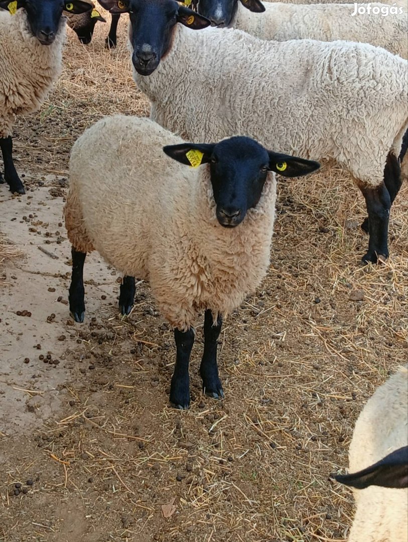 Suffolk jerkék, kos bárányok K Écsről 