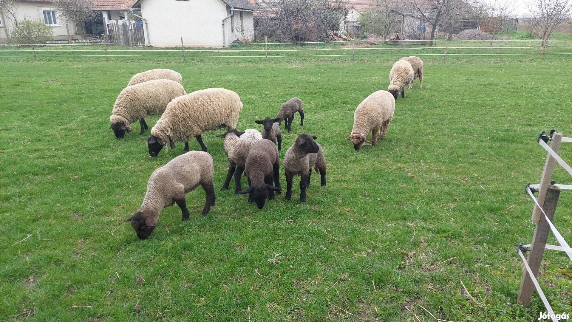 Suffolk kos bárányok 