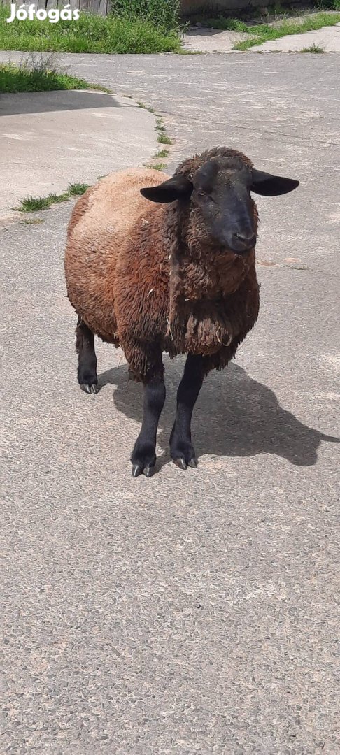 Suffolk kos eladó