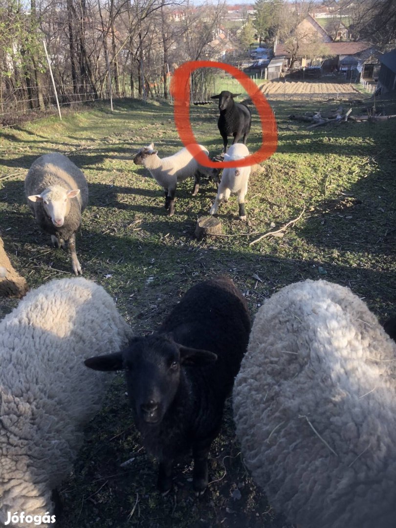Suffolk kos eladó