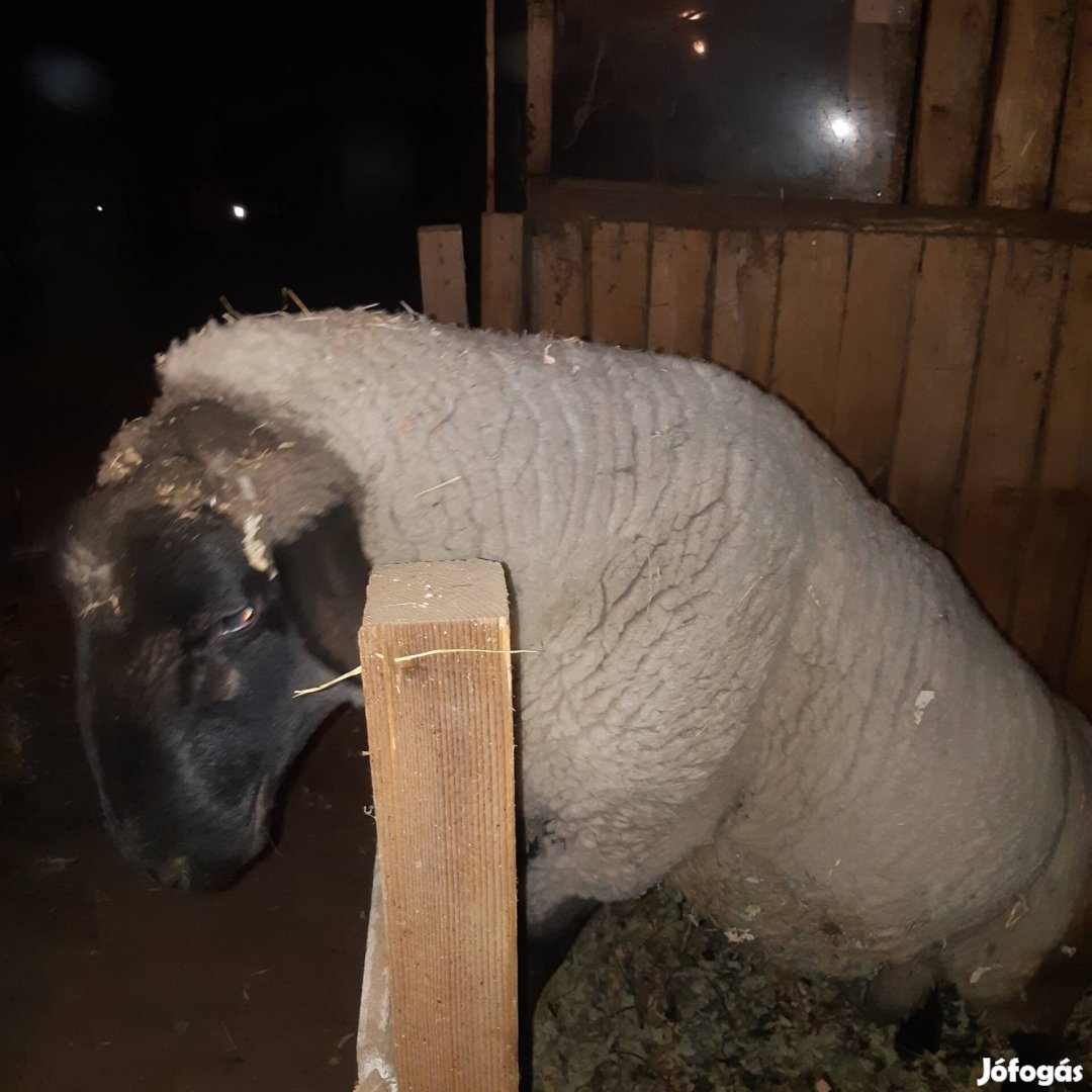 Suffolk kost és anyákat keresek.