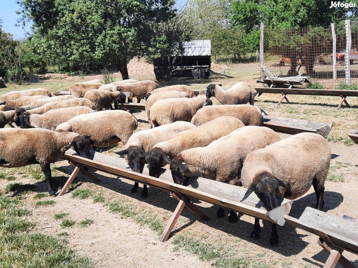 Suffolk törzskönyves anyajuhok