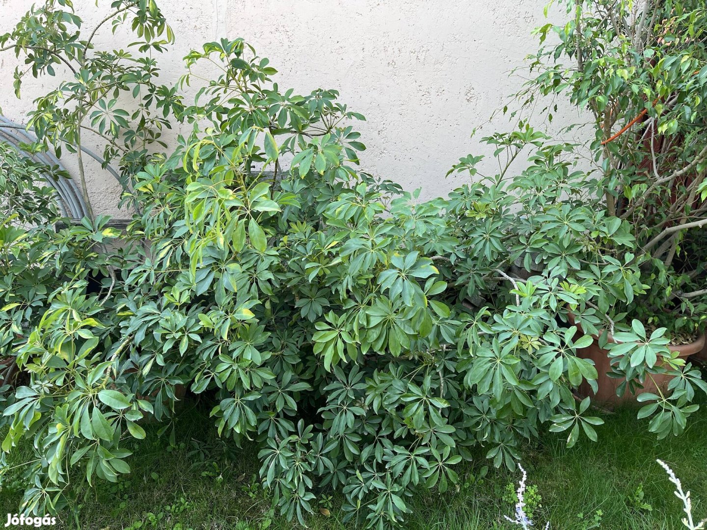 Sugárarália Schefflera 2 DB