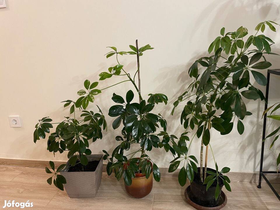 Sugáraráliák (Schefflera arboricola) eladók