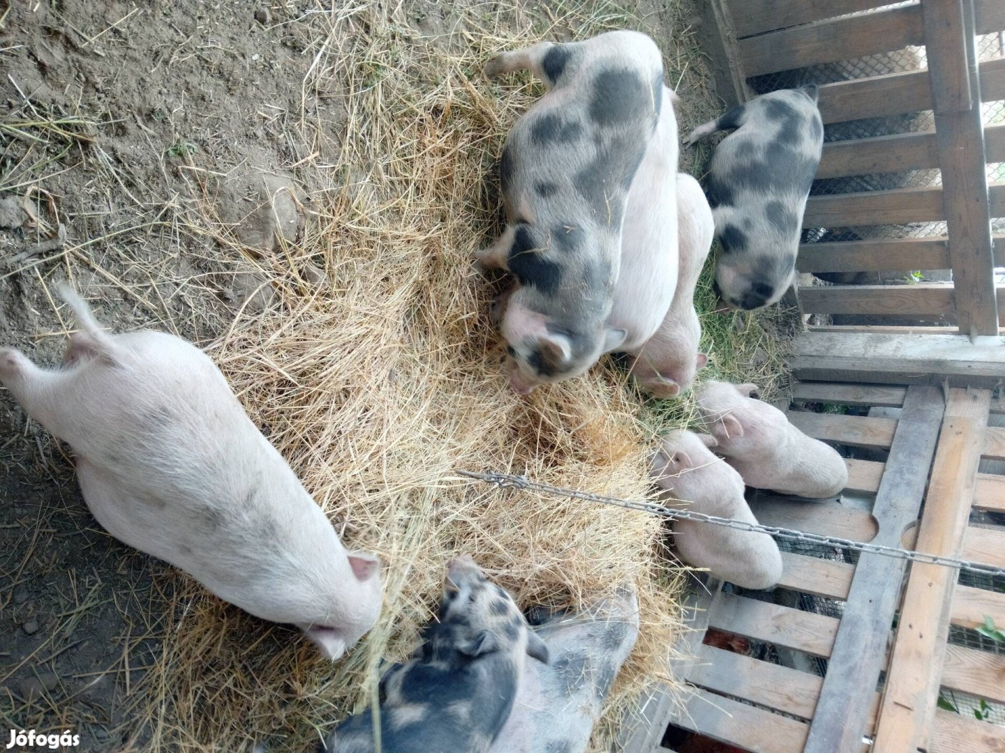 Sűldő csüngőhasú malacok költöznének 