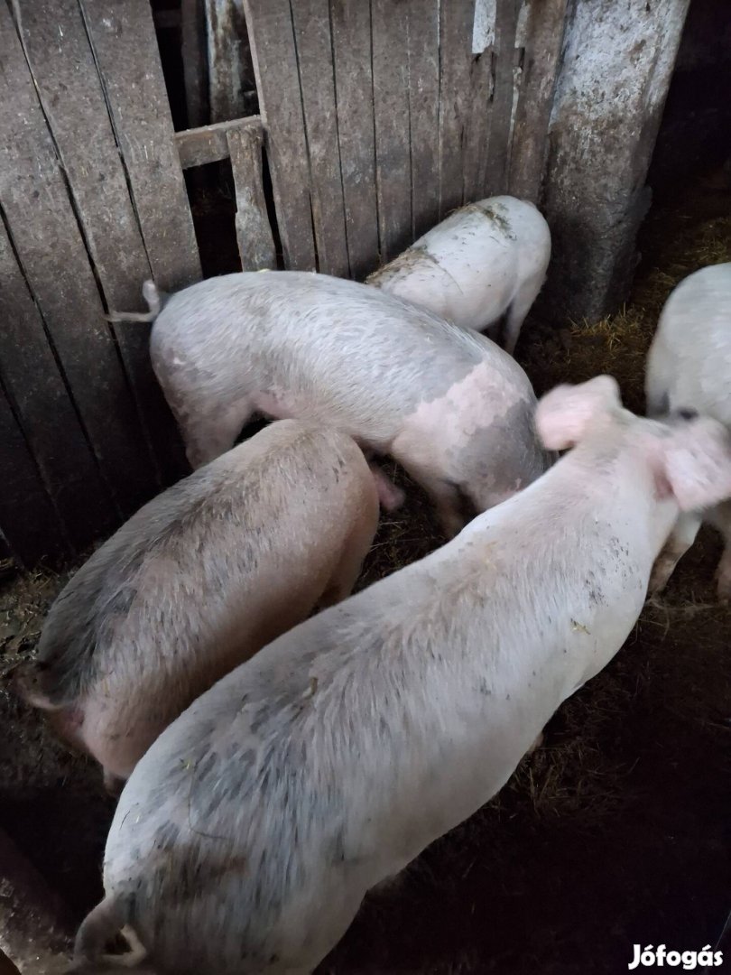 Süldő malacok eladók Kocséron 