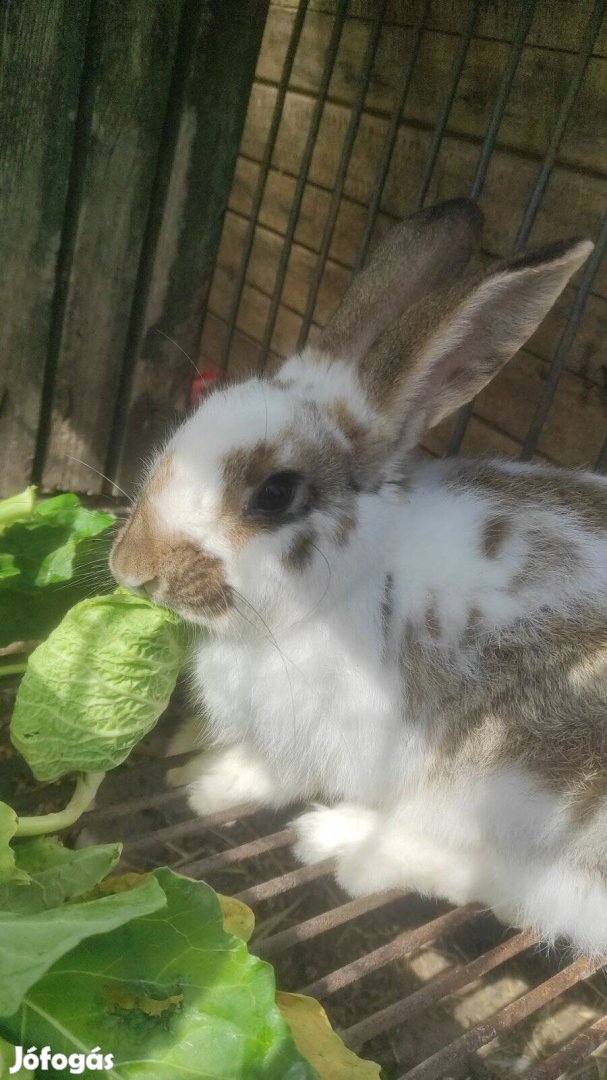 Süldő nyulak, nyúl eladó