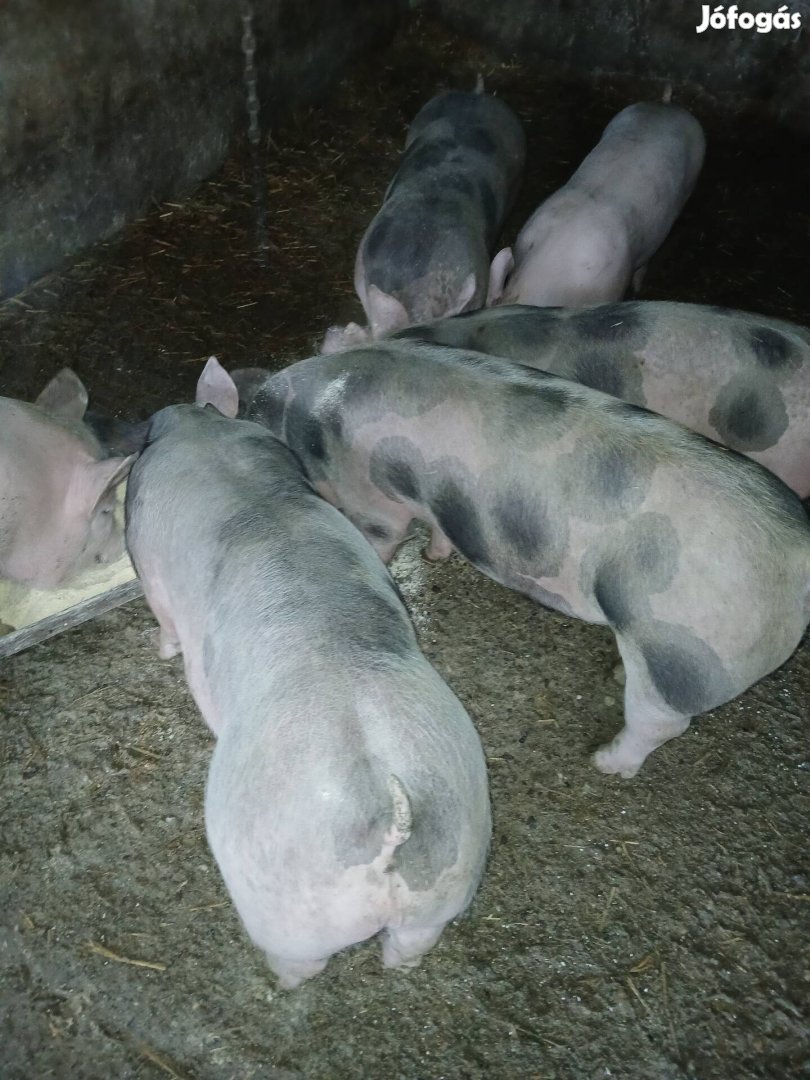 Süldők Eladók Tiszateleken!