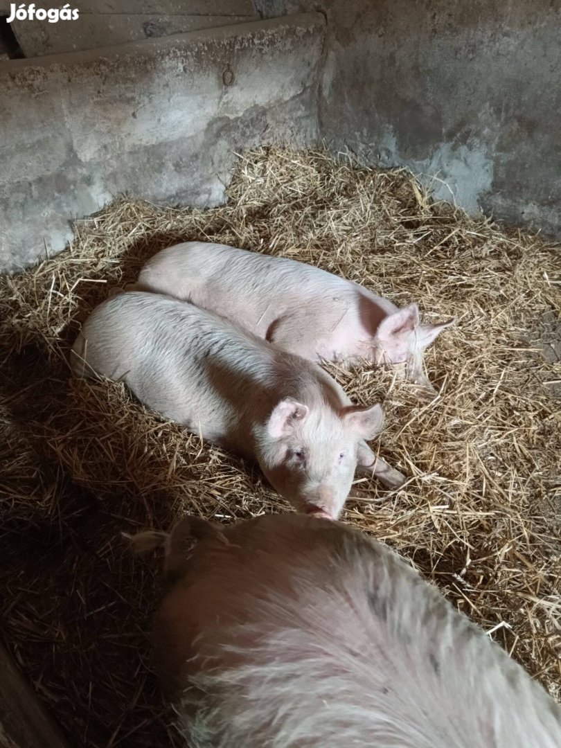 Sűldők eladóak 60-100kg-ig
