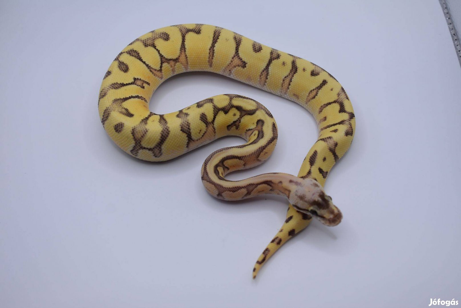 Super Pastel OD HGW Enchi Yellow Belly királypiton - Python regius