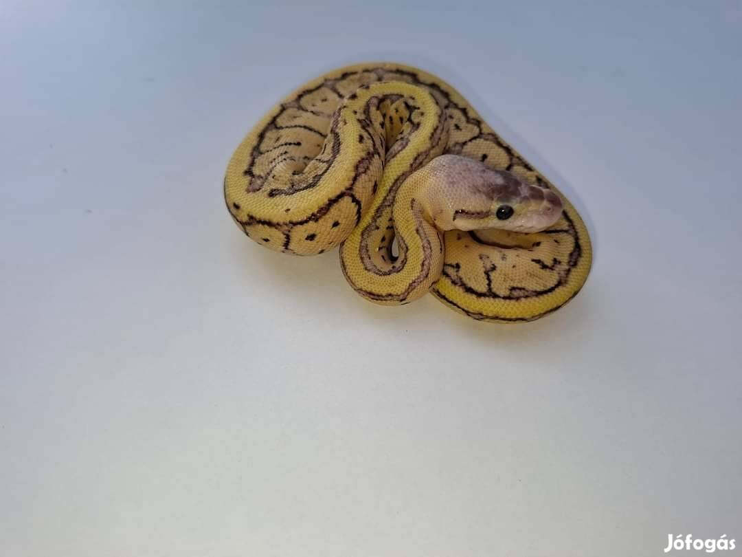 Superpastel Lesser Pinstripe het Clown nőstény királypiton