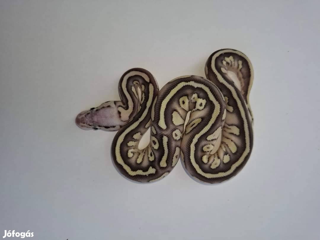 Superpastel Lesser het Clown nőstény királypiton