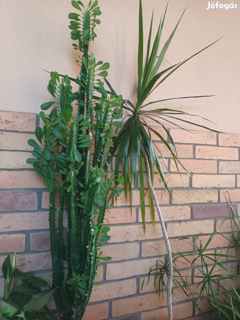 Sürgősen eladó 140 cm magas Háromélű kutyatej kaktusz + Dracena pálma