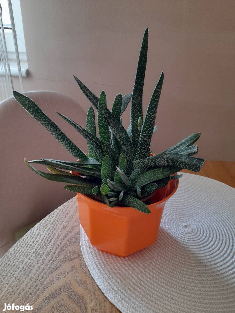 Sűrű egészséges gasteria szárazsátűrő kaspók 