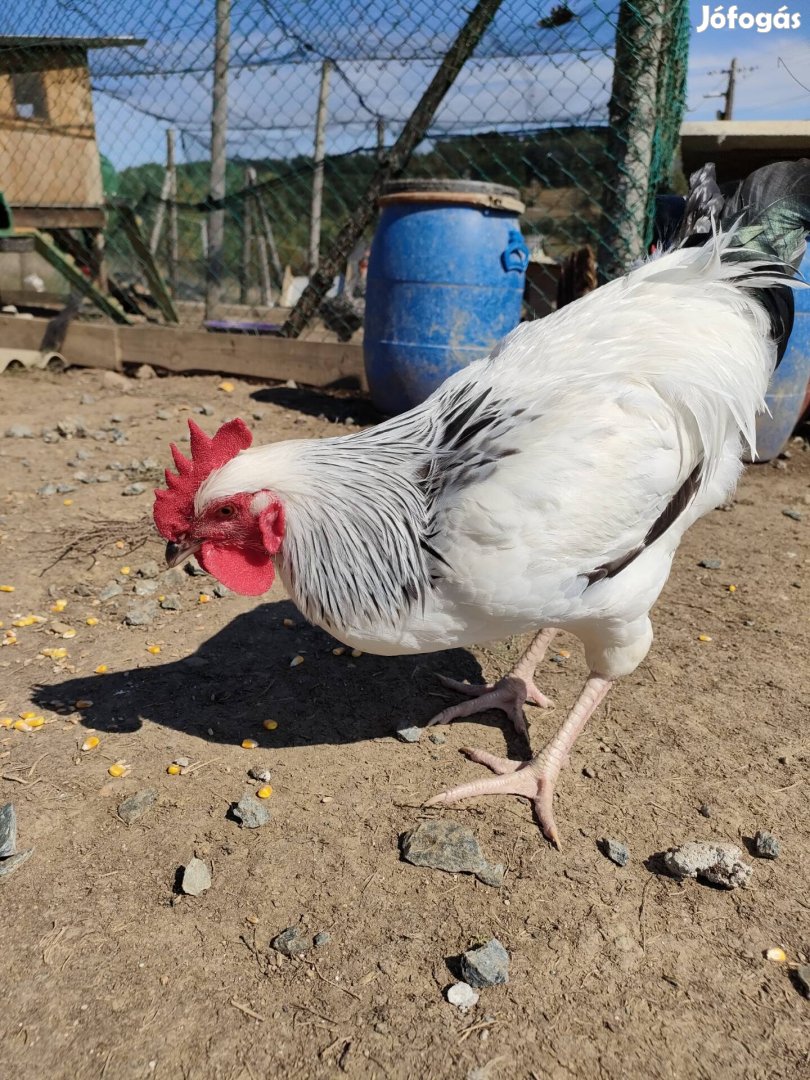 Sussex, australorp kakas