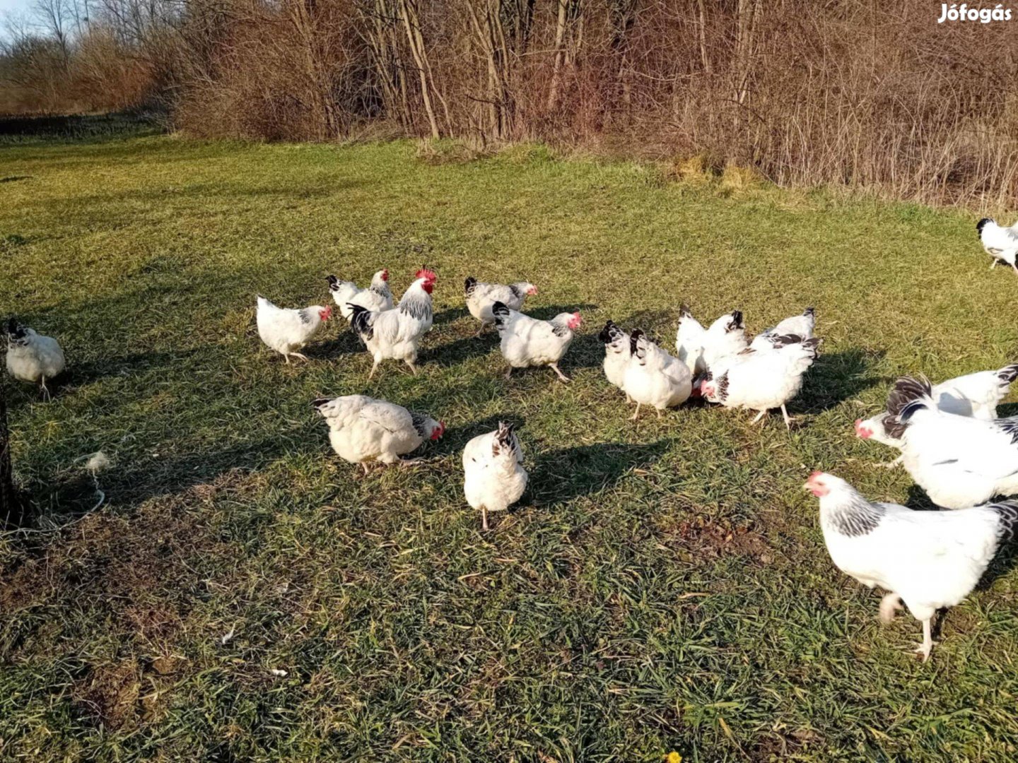 Sussex columbian keltetni való tojások