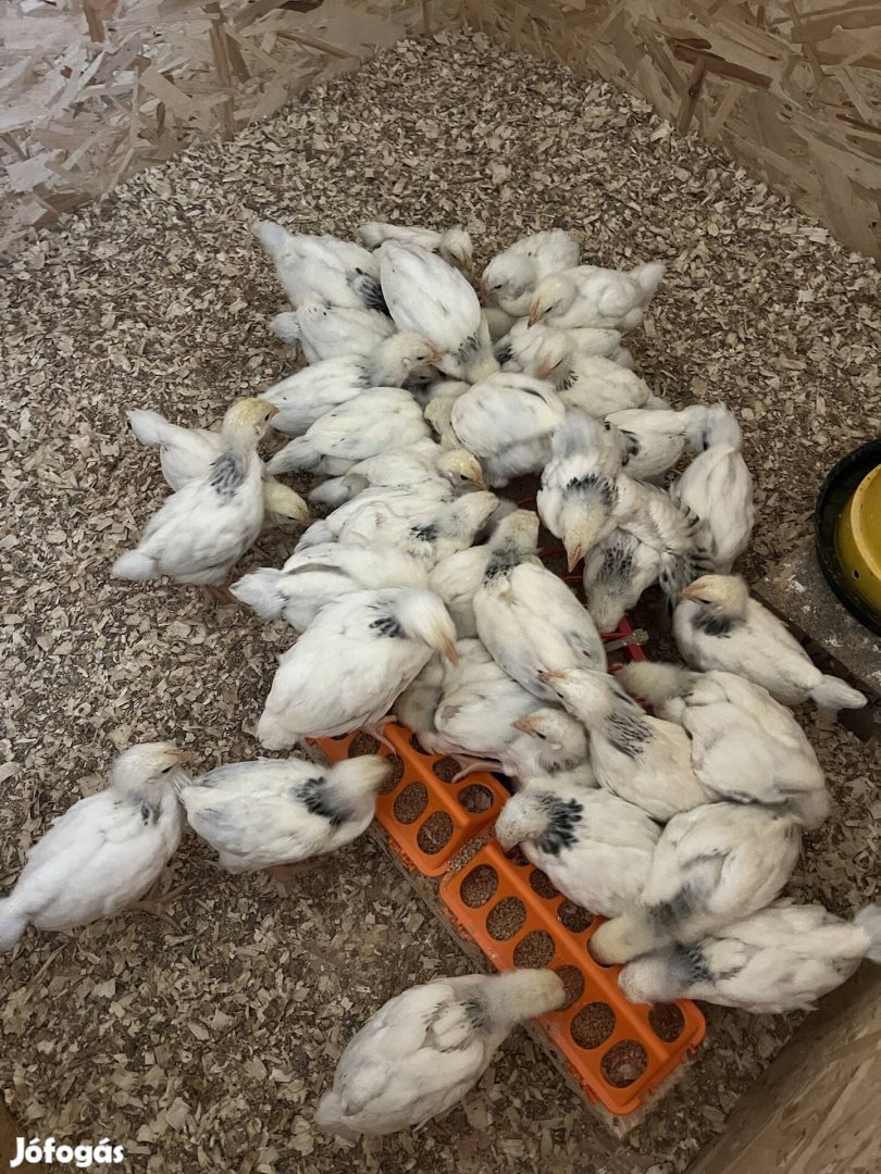 Sussex csibék előjegyezhetők oroszlányon!