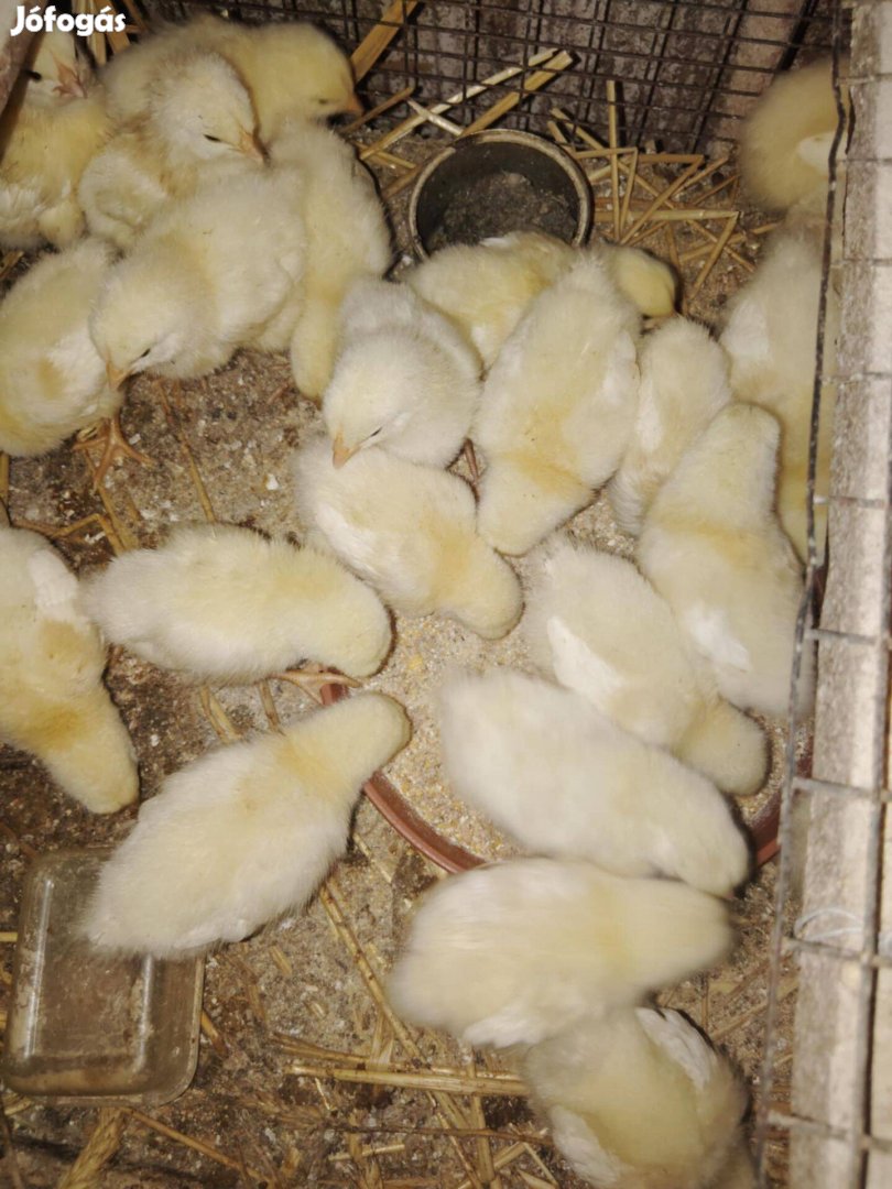 Sussex és vegyes állományból csibék, előnevelt kacsák,