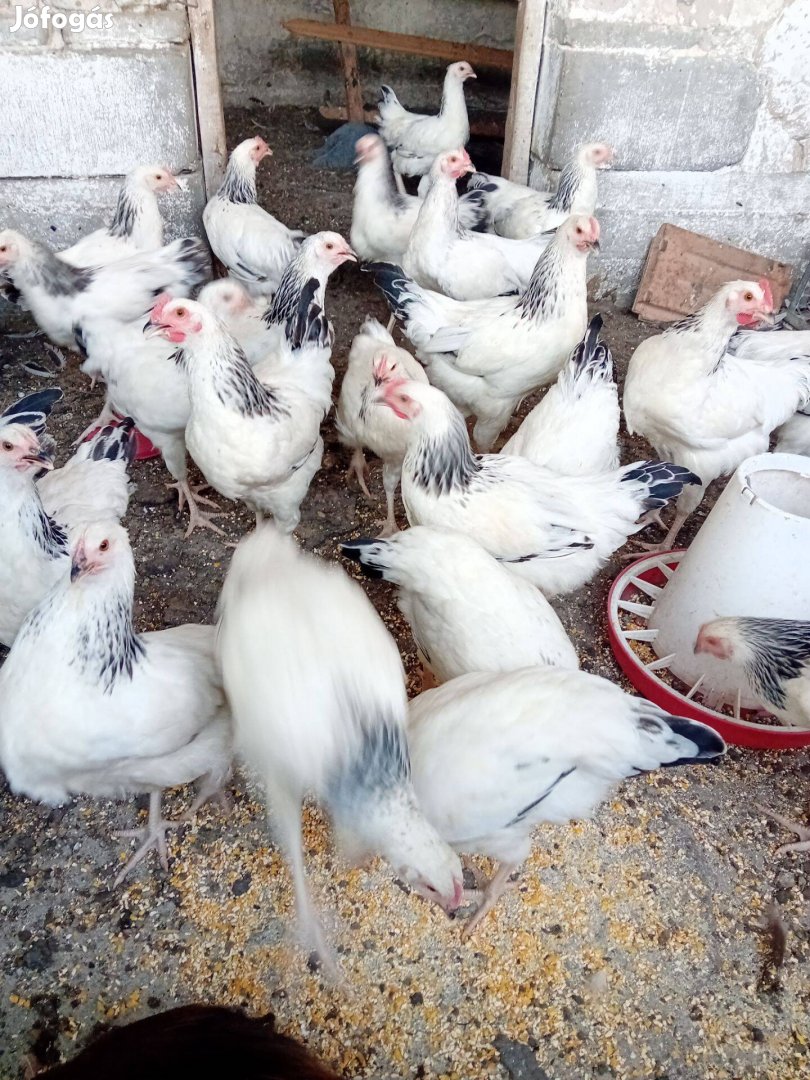 Sussex kakasok