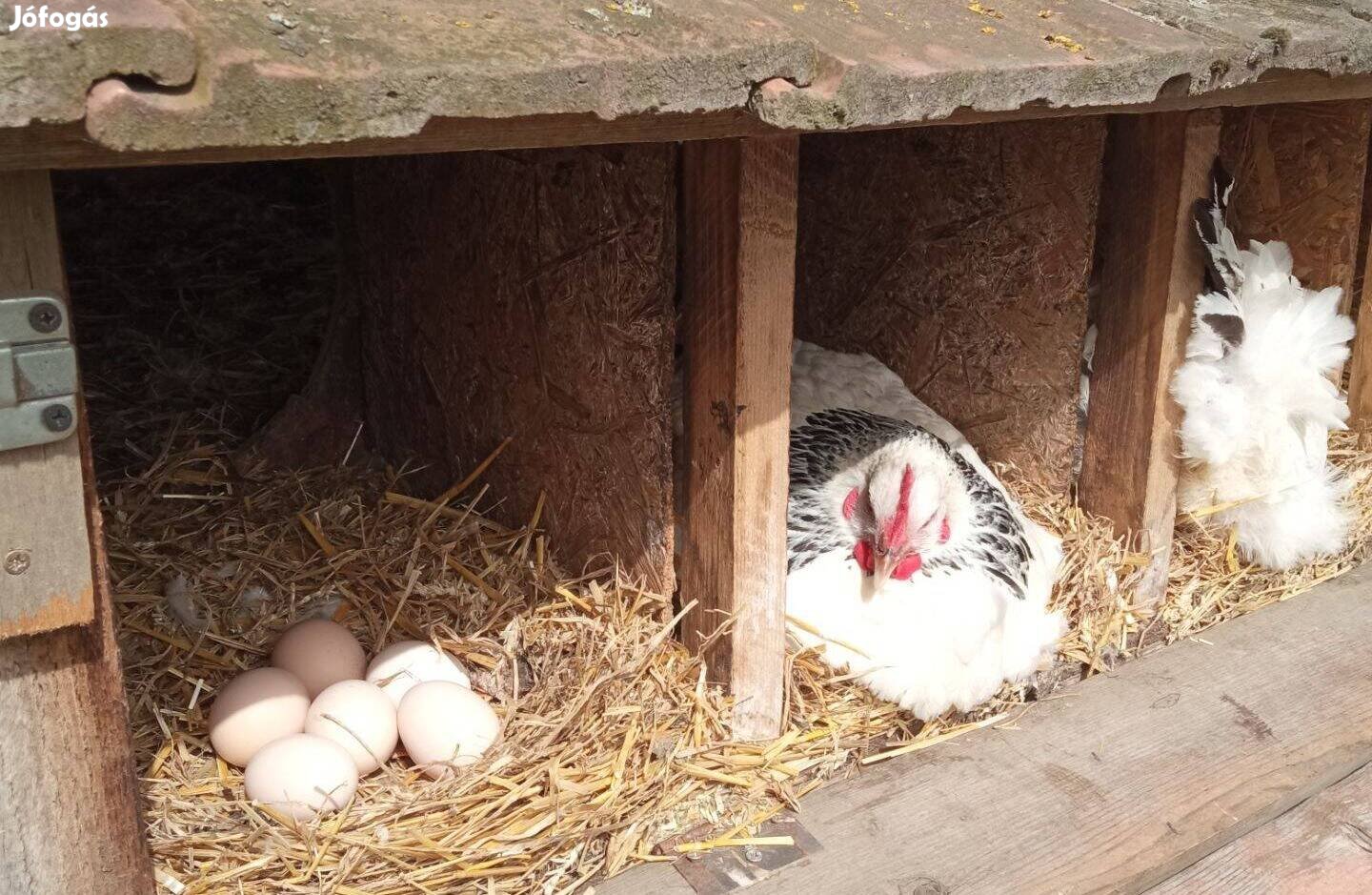 Sussex keltetni való tojások