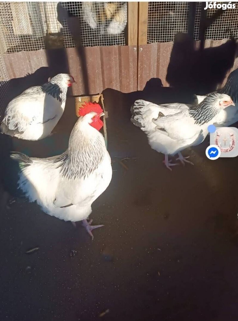 Sussex keltetni való tojások eladóak