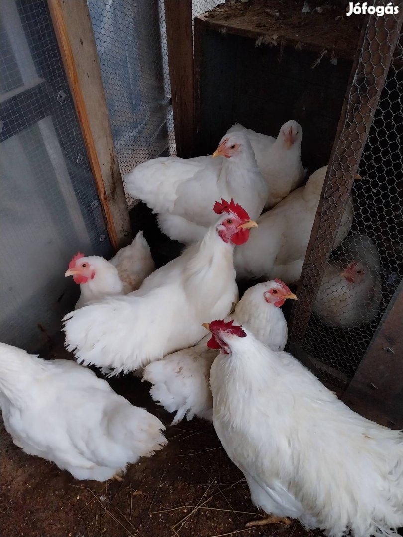 Sussex kendermagos plymoth rock tyúk tojás