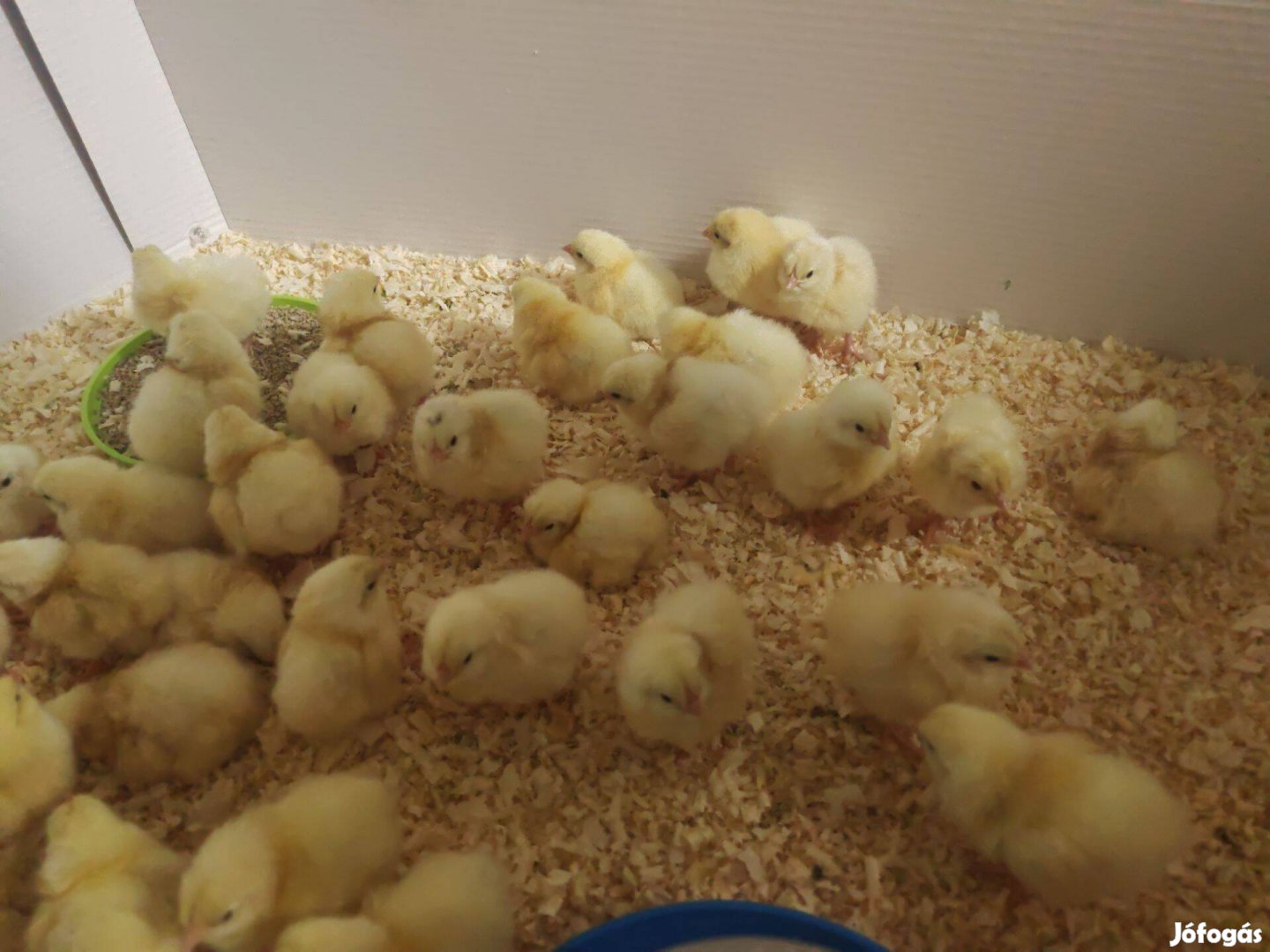 Sussex naposcsibe eladó