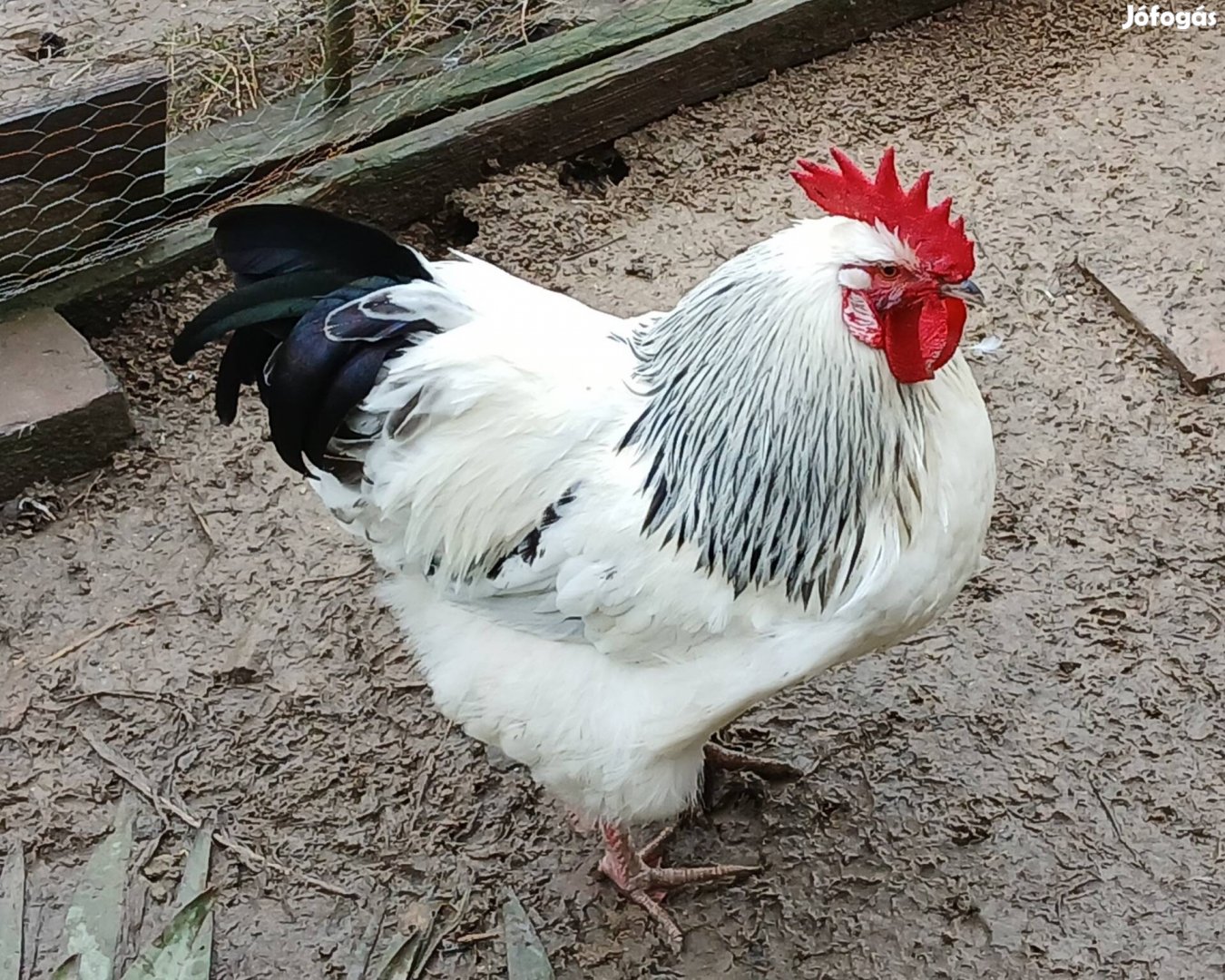 Sussex tenyészkakas és tenyésztojás