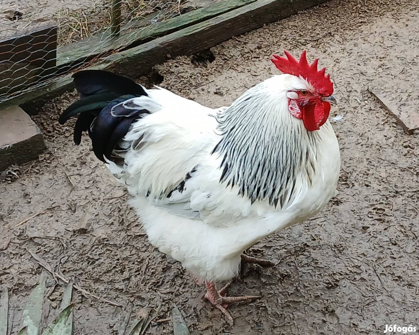Sussex tenyészkakas tavaly májusi és tojás kapható
