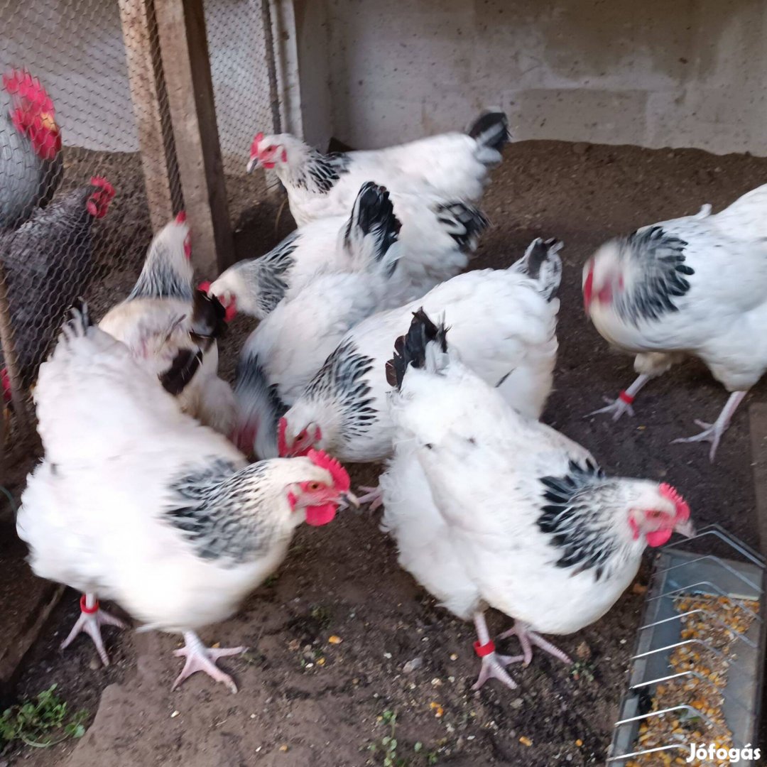 Sussex tenyésztojás eladó