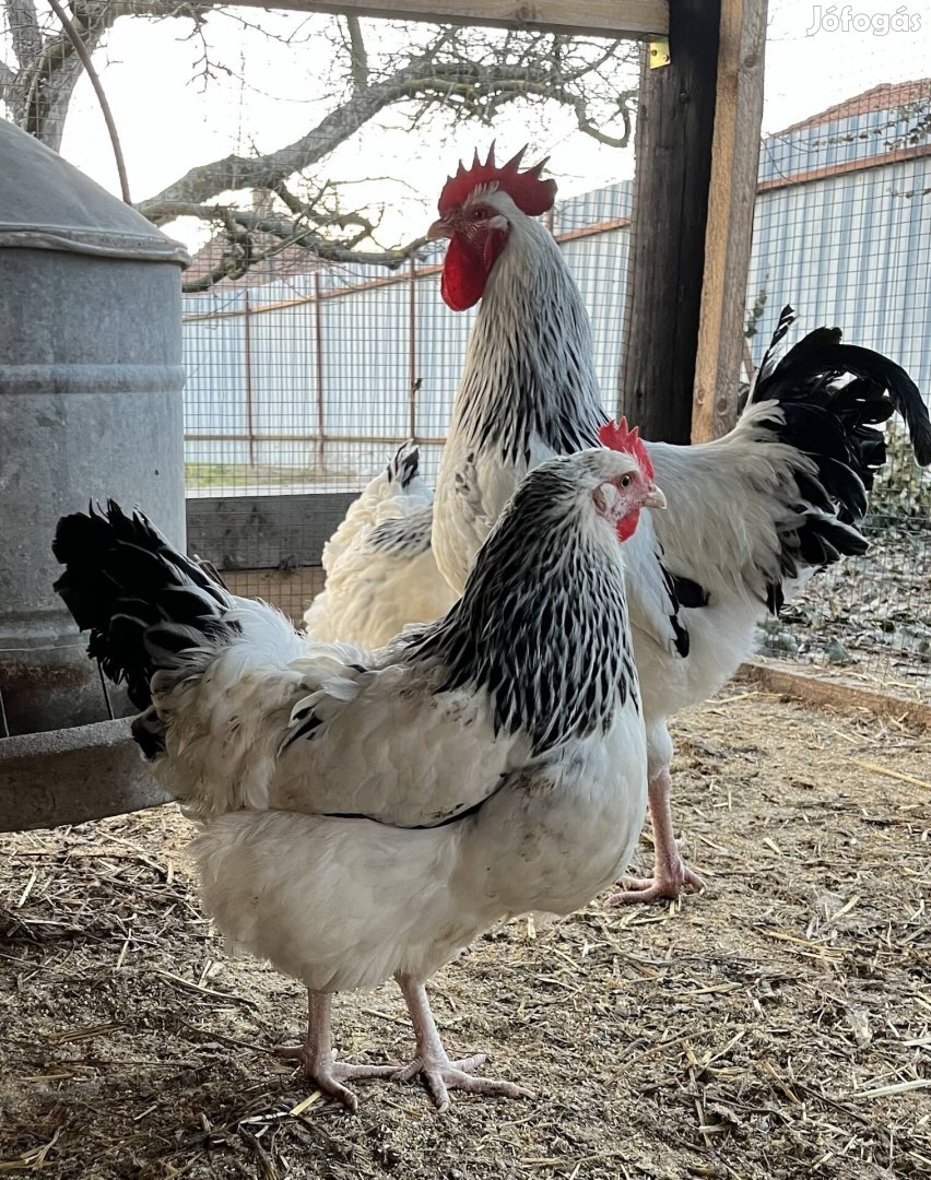 Sussex tenyésztojás keltetésre eladó