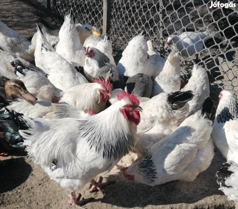 Sussex tojás keltetni