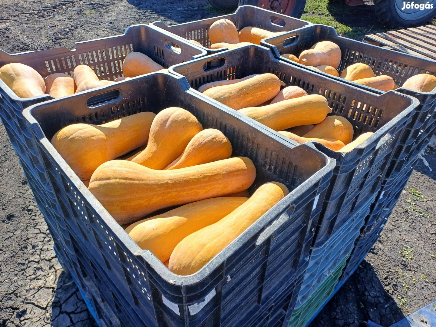 Sütőtök termelőtől eladó 