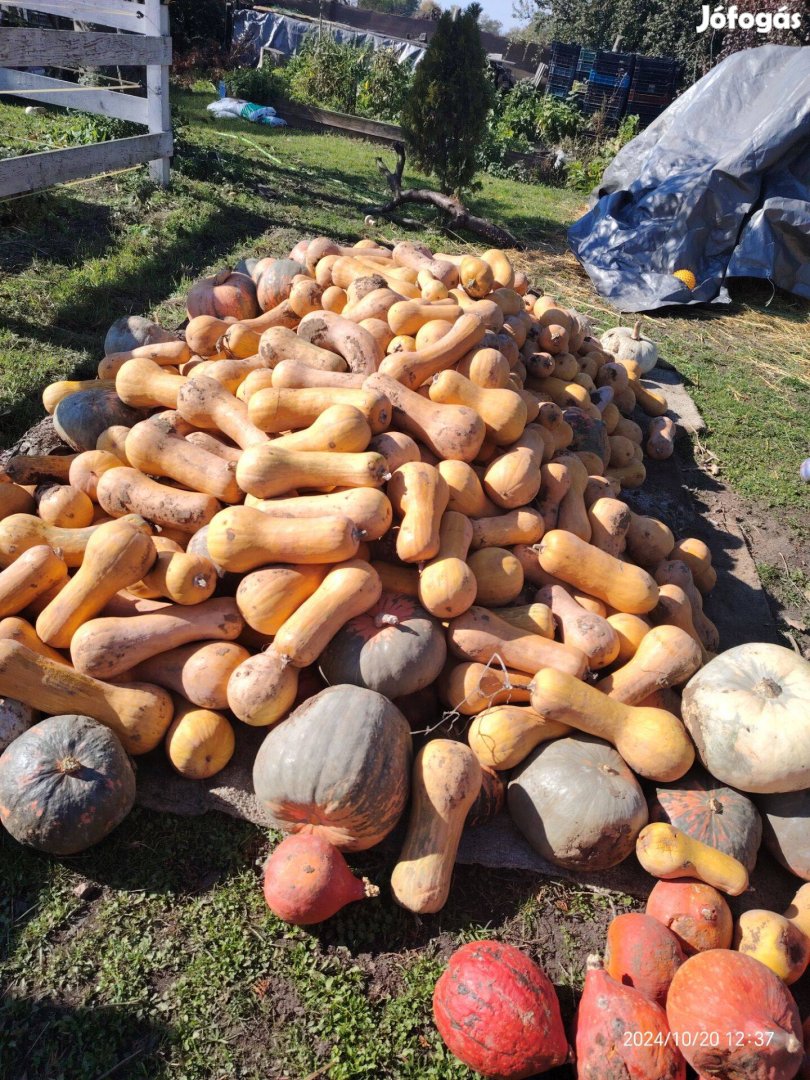 Sütőtökkanadai, hokkaido