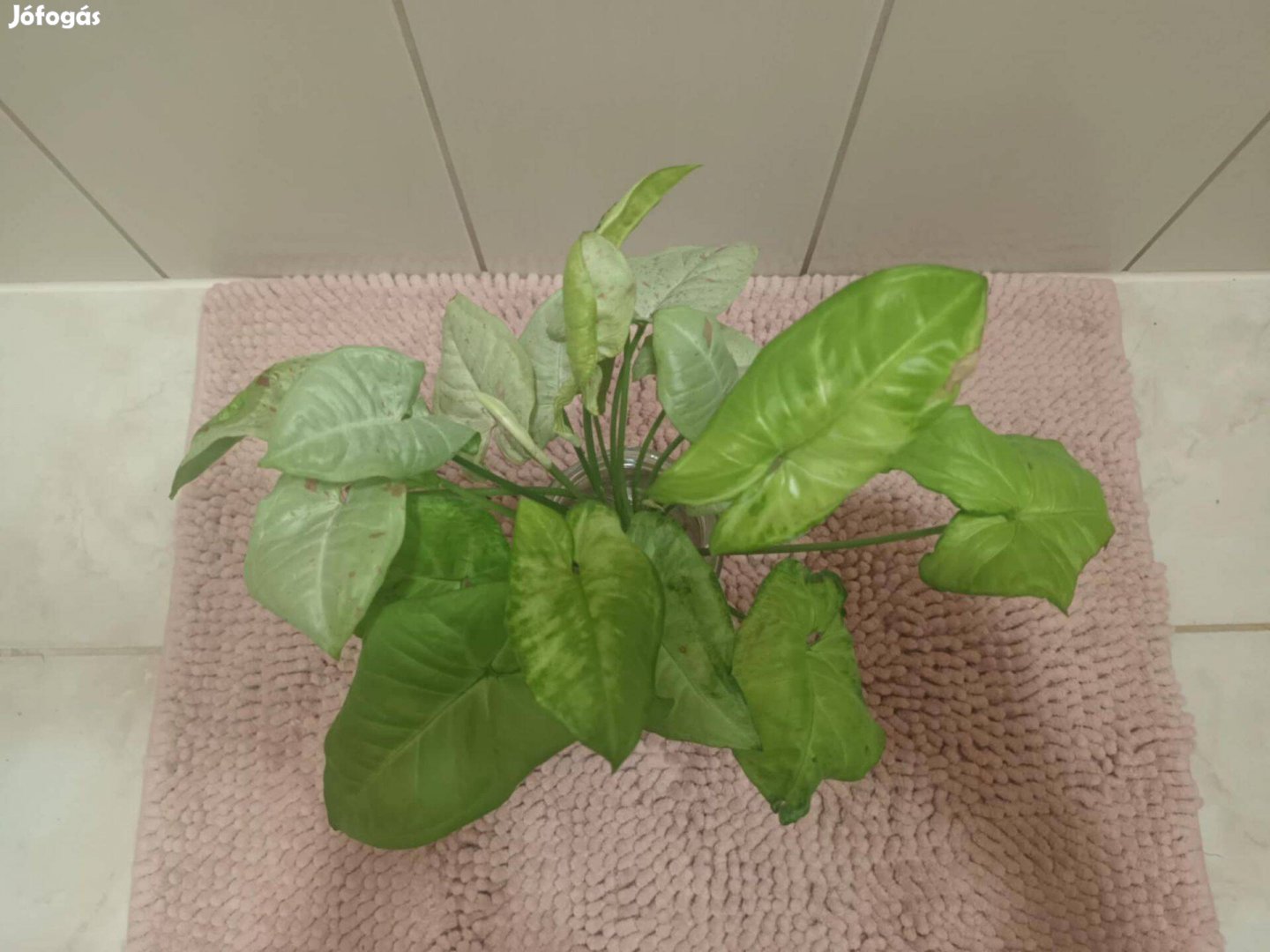 Syngonium / nyíllevél