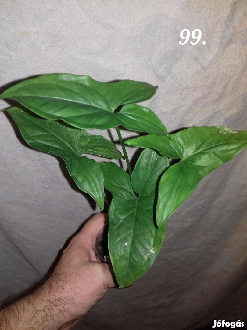 Syngonium albo variegata zöld 99.sz