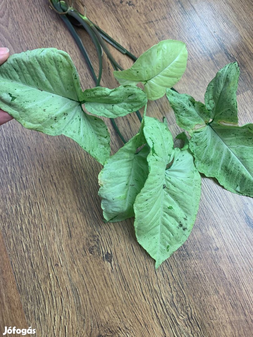 Syngonium freckles Nyíllevél