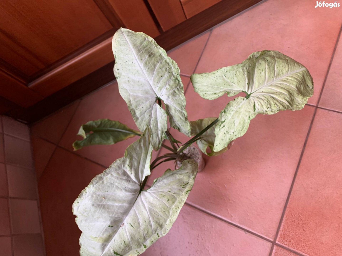 Syngonium freckles Nyíllevél szobanövény