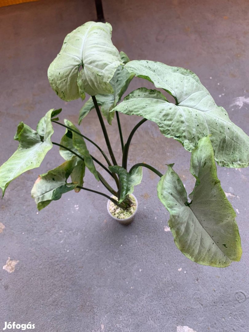 Syngonium freckles nyíllevél