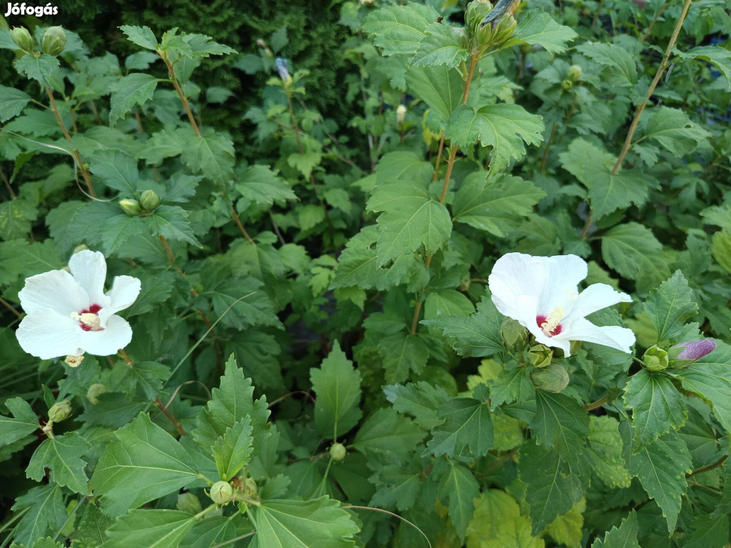 Syr Hibiszkusz mályvacserjék lila, fehér színben konténerben eladók!