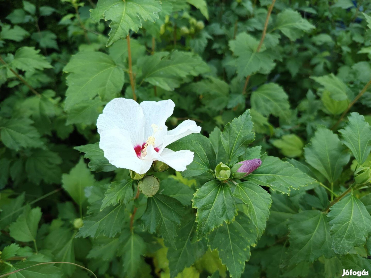 Syr Hibiszkusz mályvacserjék lila, fehér színben konténerben eladók!