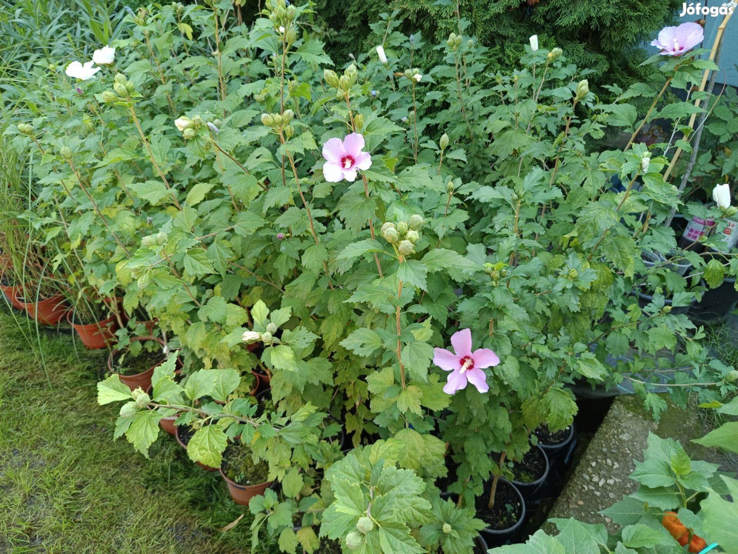 Syr Hibiszkusz mályvacserjék lila, fehér színben konténerben eladók!
