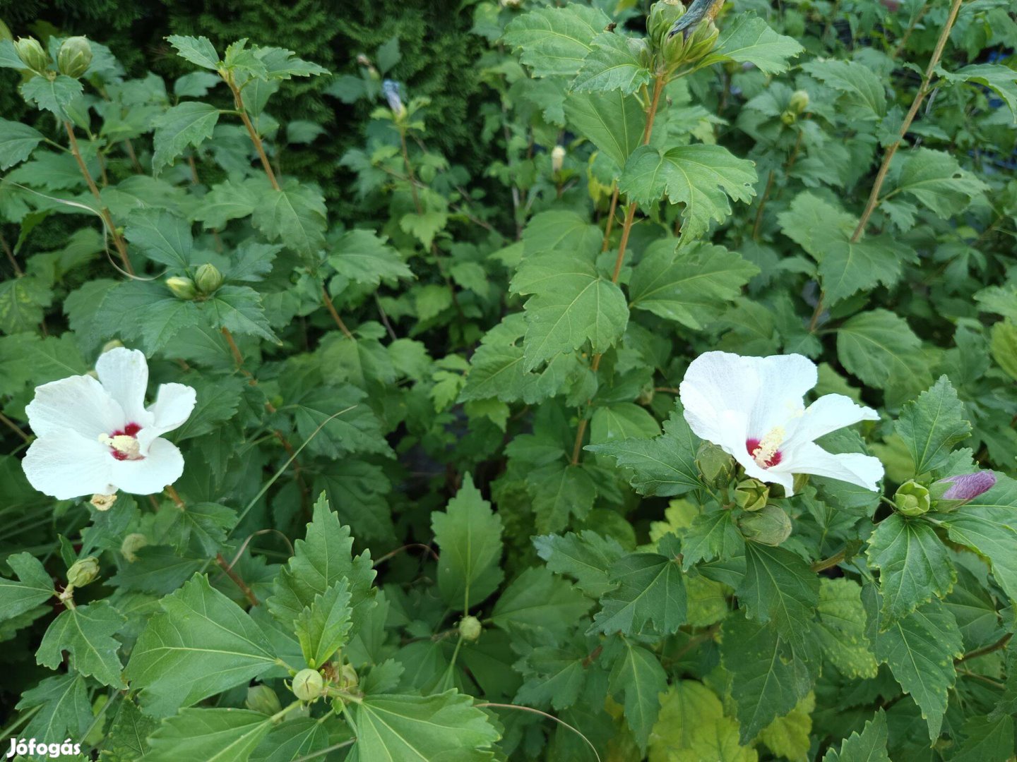 Syr Hibiszkusz mályvacserjék lila, fehér színben konténerben eladók!