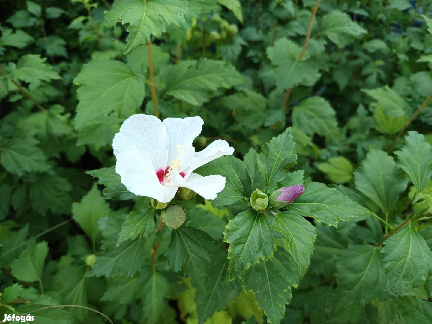 Syr Hibiszkusz mályvacserjék lila, fehér színben konténerben eladók!